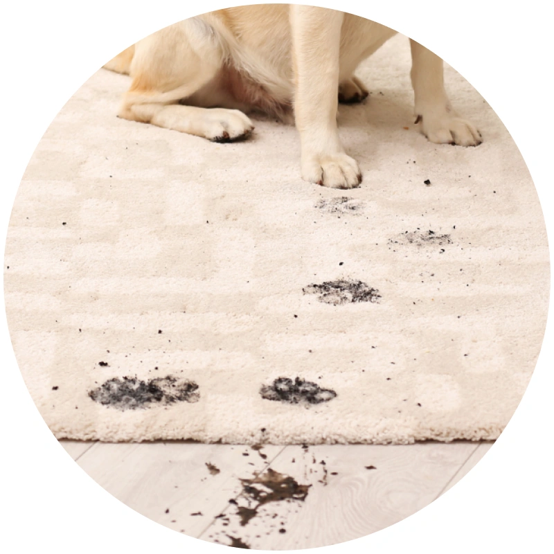 Pet Stain & Odor Removal & Upholstery Cleaning icon